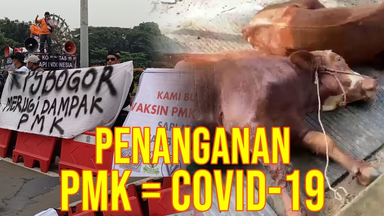 
                                 Perjuangan-Lawan-PMK-Sapi-Bersama-Dengan-Komunitas-PPSKI
